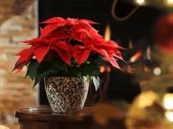 Annual Poinsettia Fundraiser!